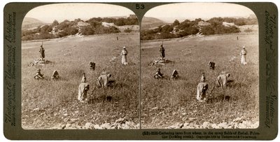 Zbieranie kąkolu z pszenicy na kamienistych polach Betel Bajtin, Palestyna, 1900. autorstwa Underwood and Underwood