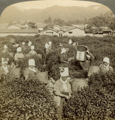 Dziewczyny zbierające herbatę, Uji, Japonia. autorstwa Underwood and Underwood