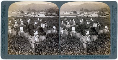 Dziewczyny zbierające herbatę na słynnej plantacji w Uji, Japonia, 1904 autorstwa Underwood and Underwood