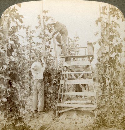 W dzielnicy Rich Hop, Training the Vines, White River Valley, Waszyngton, USA. autorstwa Underwood and Underwood