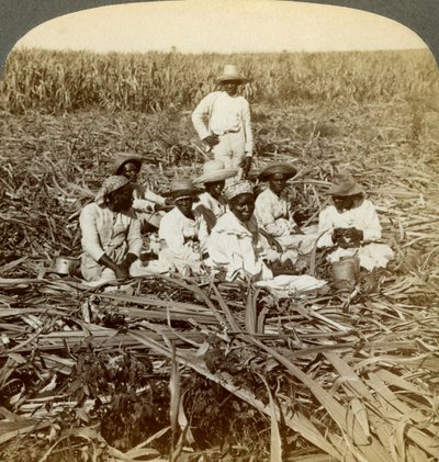 Na plantacji cukru La Union, San Luis, prowincja Santiago, Kuba, 1899. autorstwa Underwood and Underwood