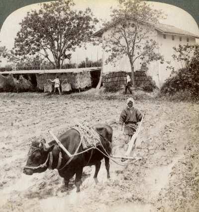 Orka zalanej ziemi pod sadzenie ryżu, na północ od głównej drogi w Uji, niedaleko Kioto, Japonia, 1904. autorstwa Underwood and Underwood