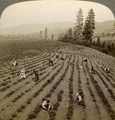 Zbieranie truskawek, Cedar Creek Farm, Hood River Valley, Oregon, USA. autorstwa Underwood and Underwood