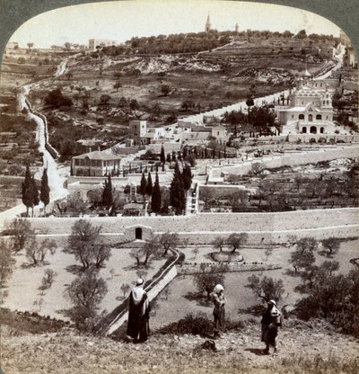 Ogród Getsemani i Góra Oliwna, Palestyna, 1908. autorstwa Underwood and Underwood