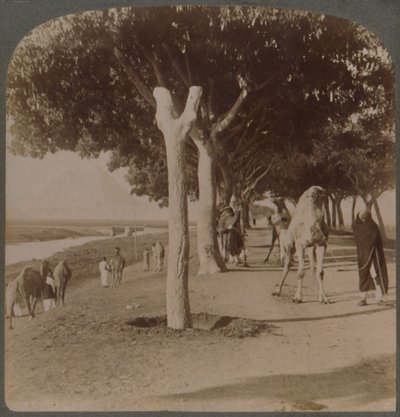 Droga do piramid, Egipt, 1896. autorstwa Underwood and Underwood