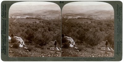 Równina Dothan, Palestyna, 1900. autorstwa Underwood and Underwood