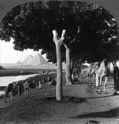 Droga do piramid, Giza, Egipt, 1905. autorstwa Underwood and Underwood