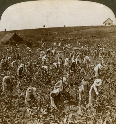 Pole tytoniu, Montpeller, Jamajka, 1900. autorstwa Underwood and Underwood