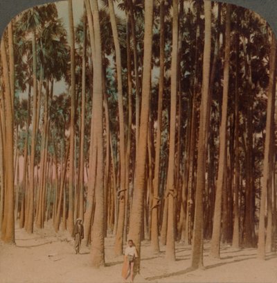 Palmy Toddy 100 stóp wysokości, Pagan, Birma, 1907. Artyści: Elmer Underwood, Bert Elias Underwood. autorstwa Underwood and Underwood