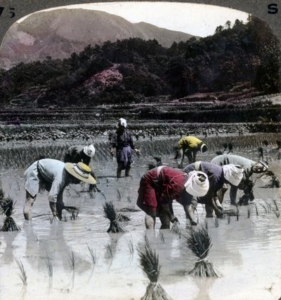 Przesadzanie ryżu na polu ryżowym, Japonia, 1904 r. autorstwa Underwood and Underwood
