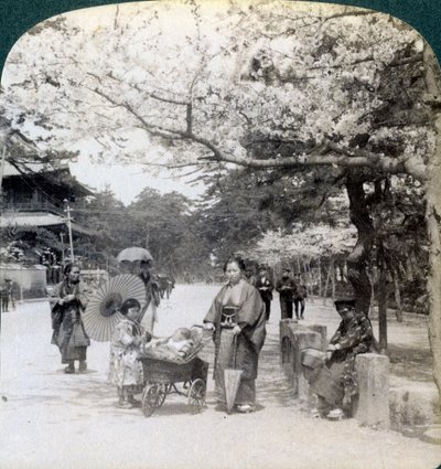 Pod kwitnącymi wiśniami, patrząc na północny wschód wzdłuż głównej alei Shiba Park, Tokio, Japonia, 1904 autorstwa Underwood and Underwood