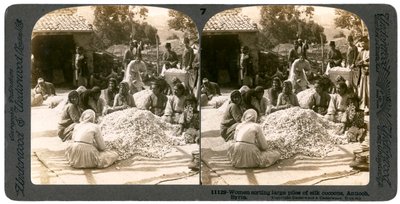 Kobiety sortujące duże stosy jedwabnych kokonów, Antiochia, Syria, 1900. autorstwa Underwood and Underwood