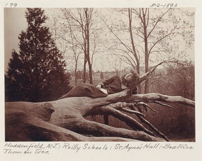 [Beatrice Thom na drzewie, Haddonfield, New Jersey]. autorstwa Unidentified