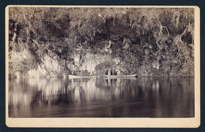 [Pod urwiskami rzeki Withlacoochee, Floryda]. autorstwa Unidentified