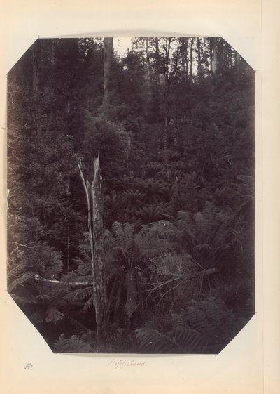 Australia - (Wiktoria i Południowa Australia) autorstwa Unknown