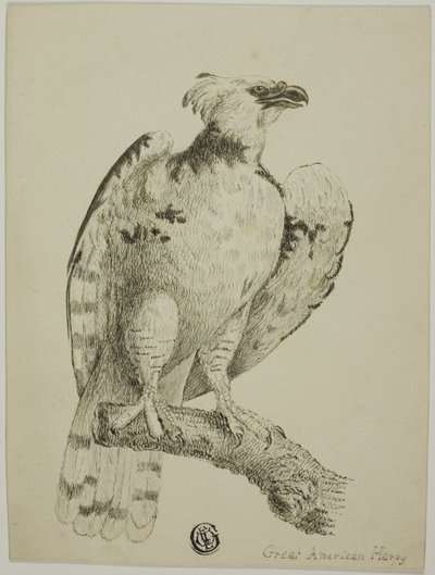 Wielka amerykańska harpia autorstwa Unknown