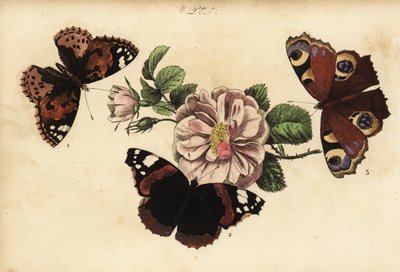 Malowany motyl dama, Vanessa cardui 1, czerwony admirał, Vanessa atalanta 2 i paw europejski, Aglais io 3 autorstwa Unknown