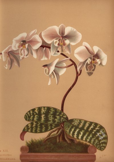 Phalaenopsis schilleriana (Phalenopsis schilleriana) autorstwa Unknown