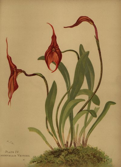 Veitchs masdevallia lub król Masdevallias, Masdevallia veitchiana autorstwa Unknown