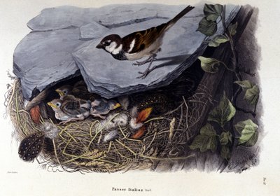 Plansza przedstawiająca pospolitego ptaka (lub wróbla) w pobliżu gniazda. autorstwa Unknown artist