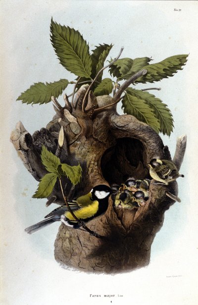 Plansza przedstawiająca pospolitego ptaka (lub wróbla) w pobliżu gniazda. autorstwa Unknown artist