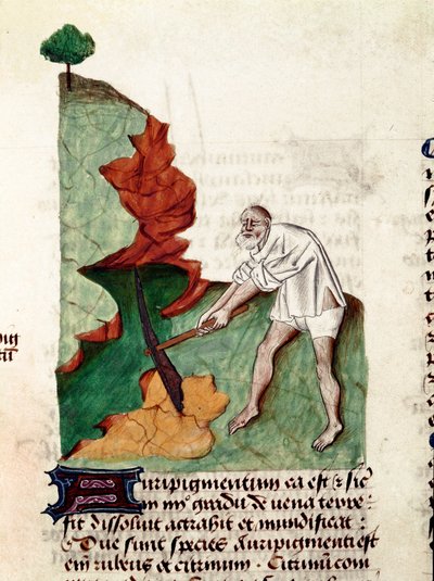 Poszukiwacz złota Strona rękopisu „Smakołyki na ziołach” (Tractatus de herbs) autorstwa Pedaniusa Dioscoridesa (Dioscorides) (40-90 AD) Lat.1152 autorstwa Unknown artist