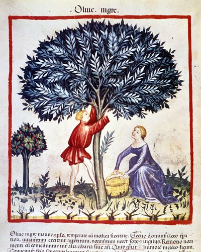 Mężczyzna wspina się na drzewo oliwne, aby zbierać czarne oliwki. Oświetlenie z doju medycyny i dietetyki „”Tacuinum sanitatis”” autorstwa Unknown artist