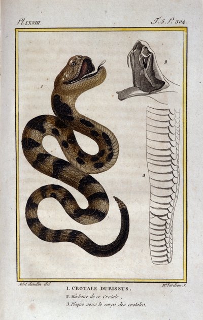 Grzechotnik. Talerz zaczerpnięty z traktatu historii naturalnej „Dzieła Buffona” autorstwa przyrodnika Georgesa Louisa Leclerca, hrabiego Buffon (1707 - 1788). 19 wiek autorstwa Unknown artist