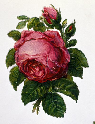 Róża autorstwa Unknown artist