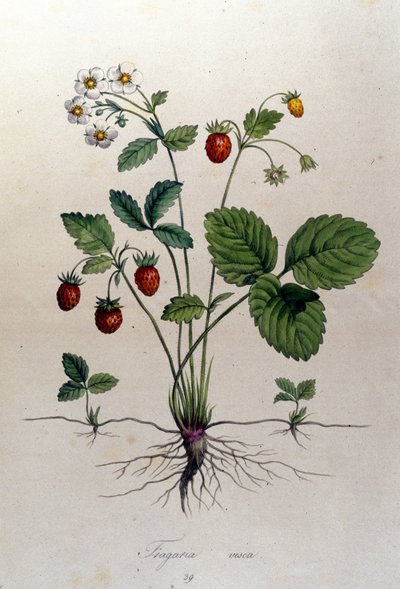 Drzewo truskawkowe i jego owoce: XIX-wieczna deska botaniczna. autorstwa Unknown artist