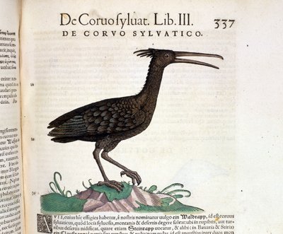 Dziki kruk z Historii Animalium Conrada Gesnera, Tiguri 1560. Biblioteca Nazionale Braidense. Mediolan autorstwa Unknown artist