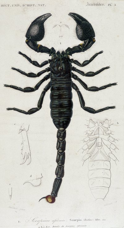 Skorpion afrykański - tablica historii naturalnej autorstwa Unknown artist