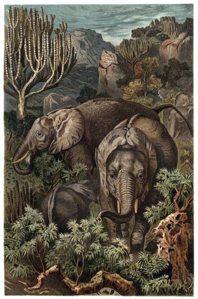 Słoń afrykański (Loxodonta) - Słoń afrykański (Loxodonta) - grawerunek z „Życia zwierząt Brehma” autorstwa Alfreda Edmunda Brehma (1829-1884) autorstwa Unknown artist
