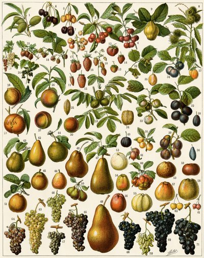 Rolnictwo: Tablica botaniczna przedstawiająca jadalne owoce (wiśnia, malina, truskawka, jagoda, brzoskwinia, morela, orzechy, winogrona, gruszka, orzech laskowy, figa, jabłko, śliwka...). Litografia kolorowa. autorstwa Unknown artist