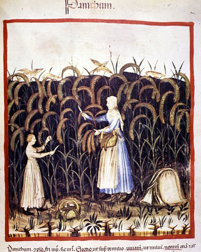 Rolnictwo. Przypomnij sobie panikę (płatki). Oświetlenie z doju medycyny i dietetyki „”Tacuinum sanitatis”” autorstwa Unknown artist