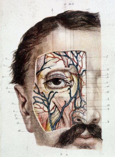 Deska anatomiczna na oku i jego otoczeniu (oskórowana) autorstwa Unknown artist
