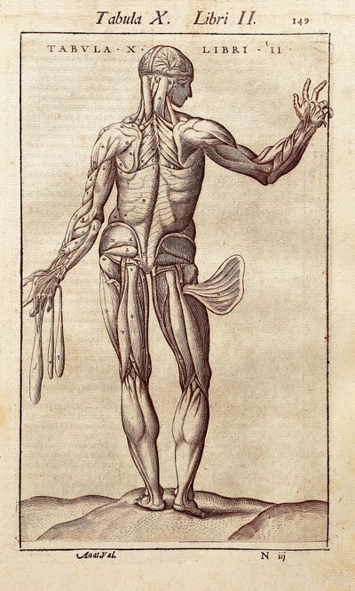 Tablica anatomiczna przedstawiająca mężczyznę na plecach. Grawerowanie w „Anatomia Corporis Humani” autorstwa Juana Valverde De Amusco (1525-1588). Barcelona. Biblioteca de Catalunya (Biblioteka Narodowa Katalonii, Barcelona). autorstwa Unknown artist