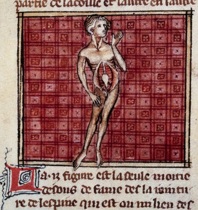 Figury anatomiczne: kora mężczyzny i kobiety, otwarty żołądek (brzuch), ukazują nerki, pęcherz, genitalia: szczegół mężczyzny. Miniatura z rękopisu „Chirurgia” (Folio 29) autorstwa Henri de Mondeville (chirurg profesora anatomii Philippe Le Bel) autorstwa Unknown artist