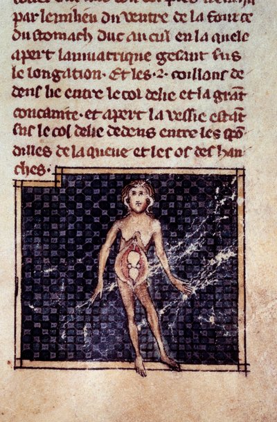 Figury anatomiczne: skórki męskie i żeńskie, otwarty brzuch, ukazujący nerki, pęcherz, genitalia: szczegół kobiety. Miniatura z rękopisu „Chirurgia” (Folio 29) autorstwa Henri de Mondeville (chirurg profesora anatomii Philippe Le Bel) autorstwa Unknown artist