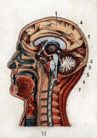 Anatomia: przekrój czaszki ludzkiej, przekrój mózgu i szpiku. Plansza przedstawia mózg, móżdżek (z drzewem życia), wydłużony szpik dający początek rdzeniowi kręgowemu. „Nowy naturalny lek” F.E. Bilz.1898. autorstwa Unknown artist