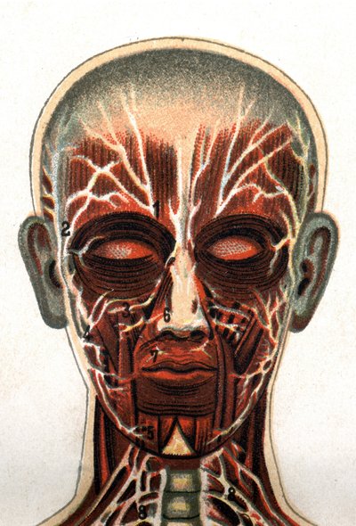 Anatomia: przekrój ludzkiej czaszki widziany z przodu przedstawiający układ mięśniowy. „Nowy naturalny lek” F.E. Bilz.1898. autorstwa Unknown artist
