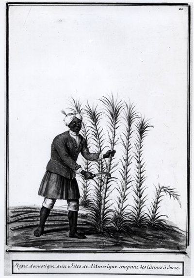 Antyle, domowy czarnuch tnący trzcinę cukrową. autorstwa Unknown artist