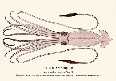Architeuthis princeps, kałamarnica olbrzymia, zawiodła na plaży w Fortune Bay (Nowa Fundlandia) w grudniu 1874 roku i po raz pierwszy została opisana przez profesora AE Verrilla. Grawerowanie epoki. autorstwa Unknown artist