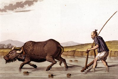 Z dala od opłakiwania pól ryżowych z wołem - w stroju dawnym i współczesnym J. Ferrario, wyd. Mediolan autorstwa Unknown artist