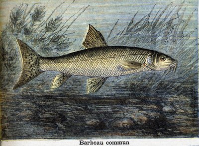 Brzana zwyczajna. Grawerowanie od 1897 autorstwa Unknown artist