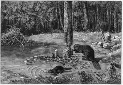 Bóbr ścina pień drzewa, aby stworzyć zapory. autorstwa Unknown artist