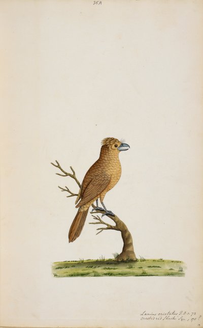 polish autorstwa Unknown artist