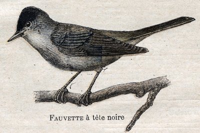 Ptaki przydatne w rolnictwie: pokrzewka czarnonoga autorstwa Unknown artist