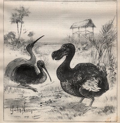Ptaki, które znikają: dodo (lub dronte) i apteryx (lub kiwi kiwi) - Grawerowanie w „”La Science francaise”” autorstwa Unknown artist