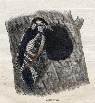 Ptaki przydatne w rolnictwie: Dzięcioł autorstwa Unknown artist